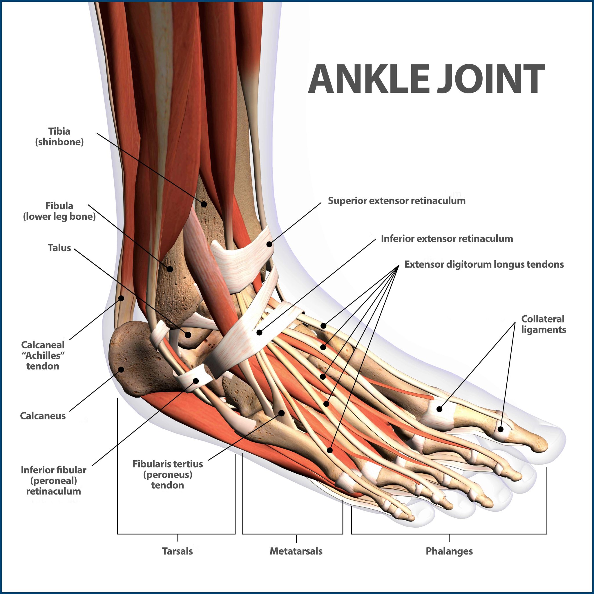 foot-and-ankle-injury-treatment-in-dee-why-contemporary-healthcare